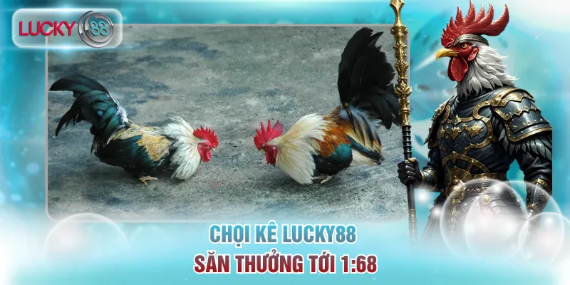 Chọi kê Lucky88 săn thưởng tới 1:68