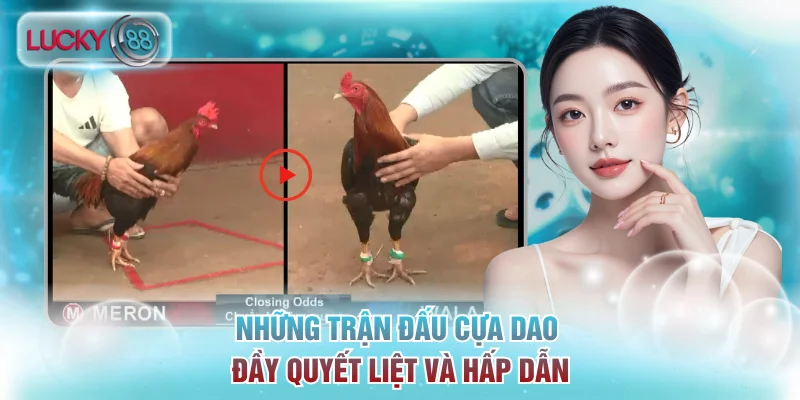 Những trận đấu cựa dao đầy quyết liệt và hấp dẫn